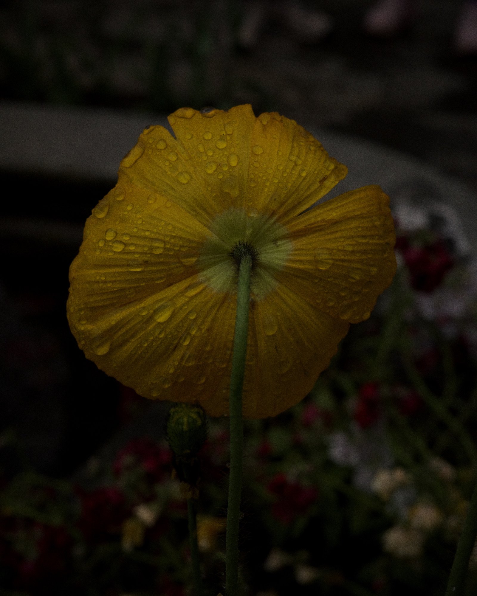 Rainy Flowers
